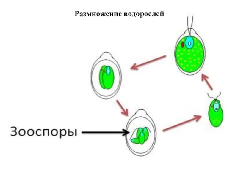 Размножение водорослей хламидомонада. Бесполое размножение хламидомонады. Зооспоры хламидомонады. Размножение водорослей схема.