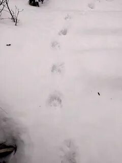 Следы росомахи