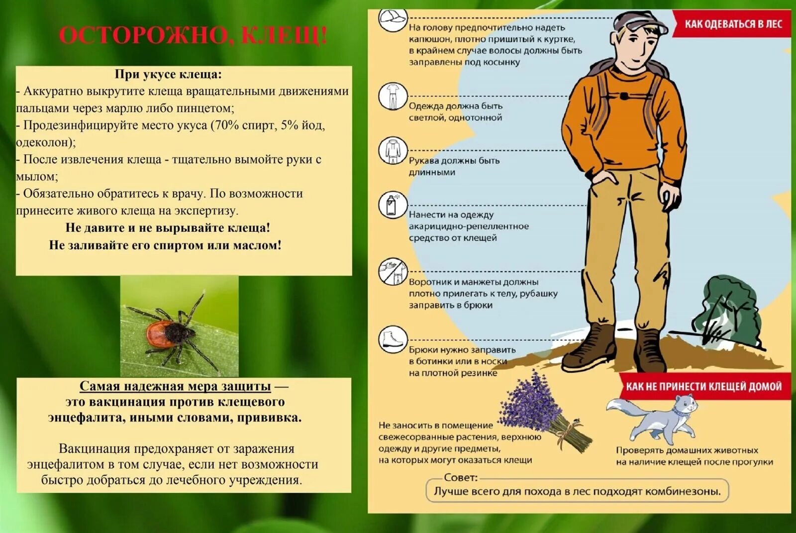 Клещ что говорит после ухода. Памятка про клещей роспотребнадзор. осторожно клещи памятка для детей. профилактика клещевого энцефалита. памятка осторожно клещи памятка для родителей.