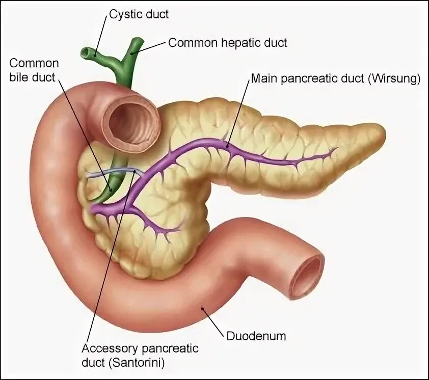 Вирсунгов проток это. Вирсунгов проток анатомия. Железа вирсунгов проток. Вирсунгов проток расширен кт. Вирсунгов проток поджелудочной.