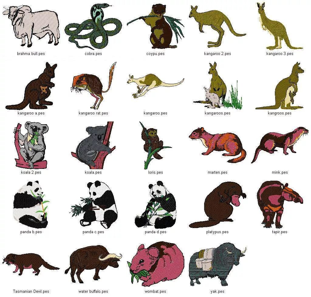 Животные названия. Животные Австралии с названиями. Название австралийских животных. Животные Австралии с наз.