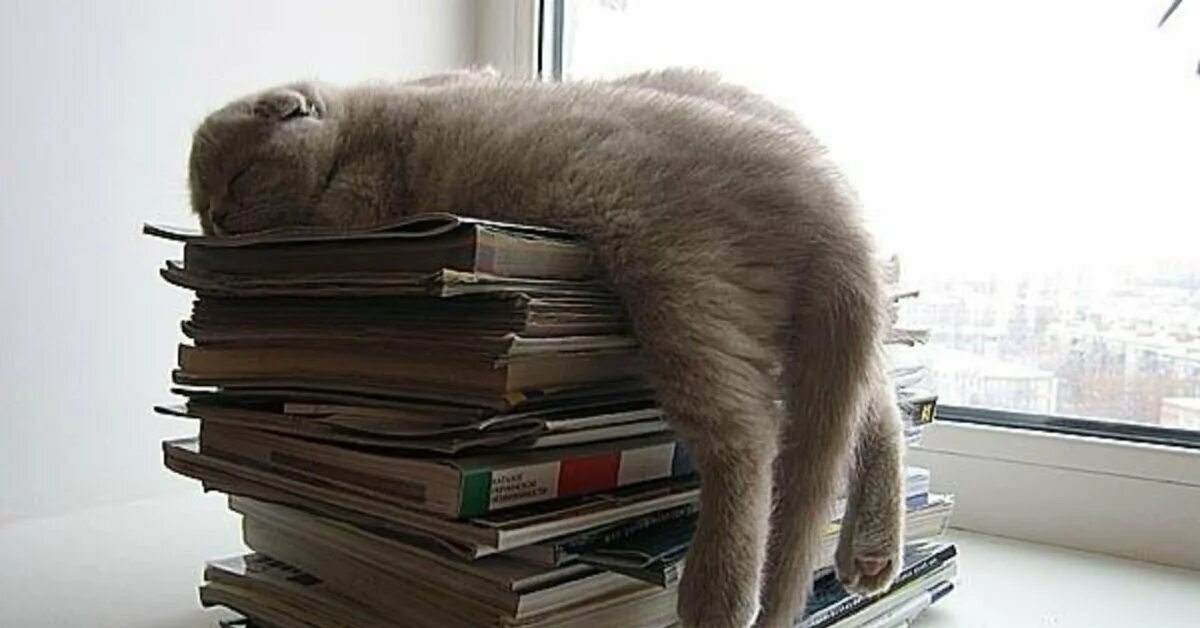 Между уроками. Смешные стихи про учебу. Усталый студент. Студент устал. Спать на парах.