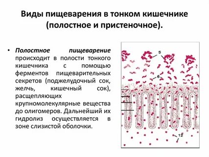 Основная роль мембранного пристеночного пищеварения