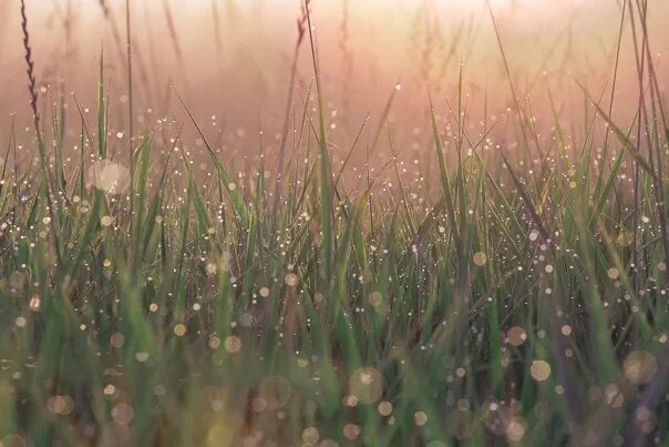 Роса на траве. Утренняя роса. Рассвет трава роса. Трава в лучах солнца.