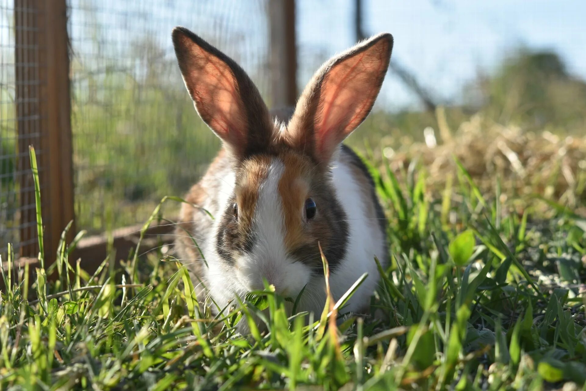 Rabbit 4