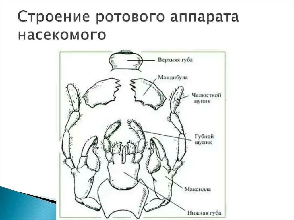 Строение ротовых органов насекомых. Грызущий ротовой аппарат таракана строение. строение ротового аппарата насекомых. строение грызущего ротового аппарата. строение ротового аппарата жука.