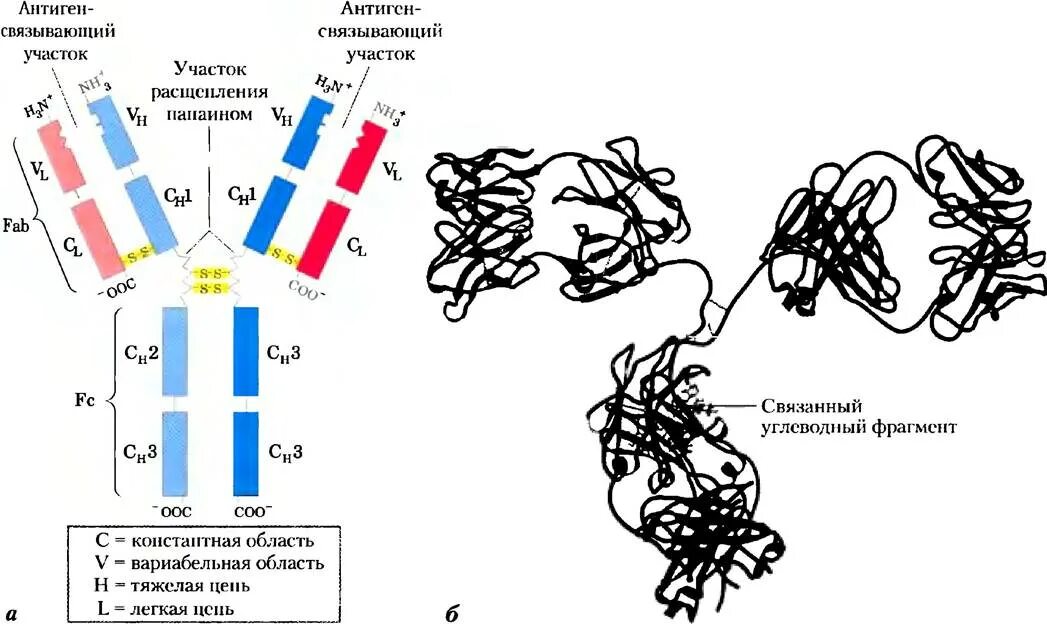 Схема молекулы иммуноглобулина g. Иммуноглобулин пространственная структура. Антитело структура белка. IGG антитела строение.