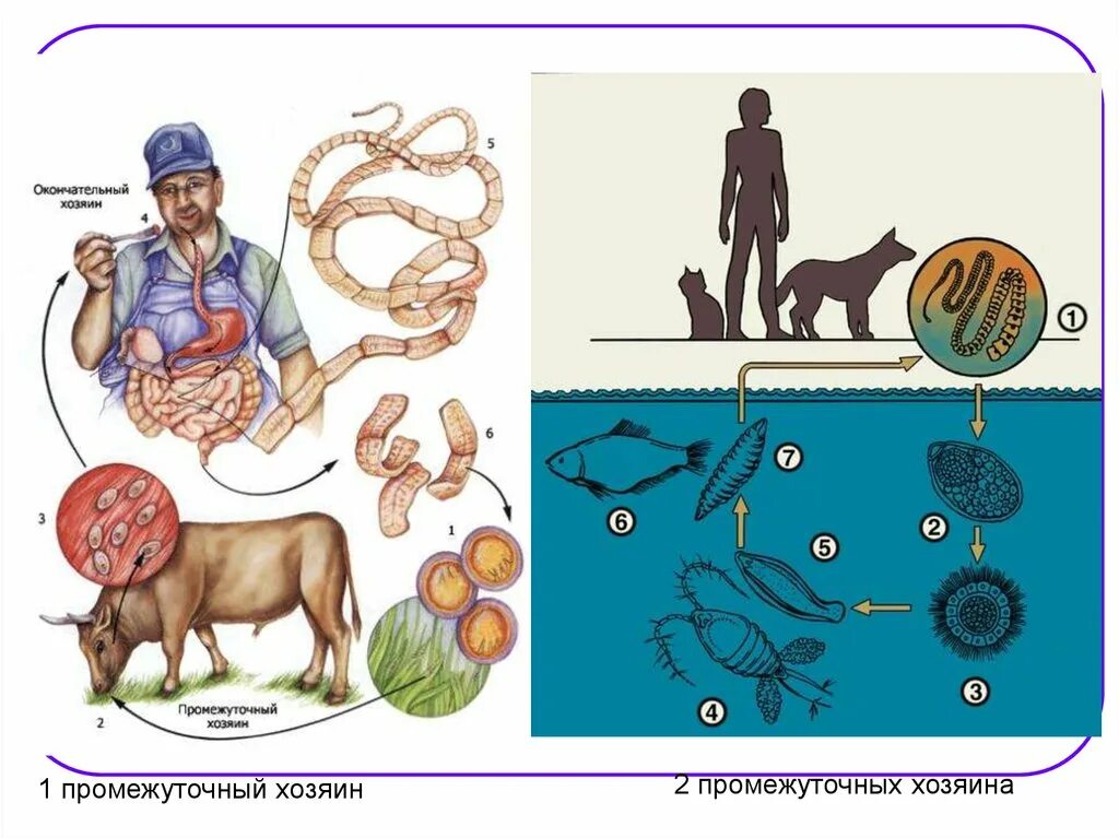 Промежуточный и основной хозяин человек. Биогельминтозы паразитология. Гельминтология (гельминты, паразиты. Промежуточный хозяин глистов. Классификация гельминтов.