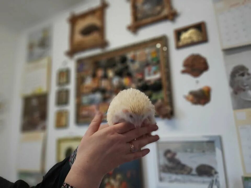 еж петрович музей. еж петрович музей петровск. еж петрович музей ярославль. музей ежа петровича петровск ярославской. еж петрович музей петровск.