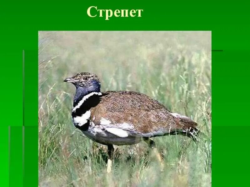 В какой природной зоне обитает стрепет. Стрепет самка. Стрепет ареал. Сайгак и Стрепет. Стрепет птица.