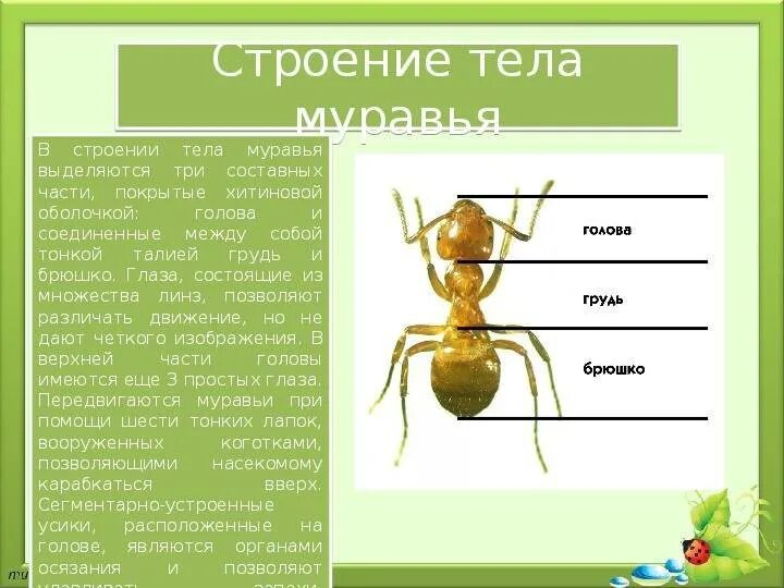 Строение муравья. Строение тела муравьев. Внешнее строение муравья. Муравей строение тела.