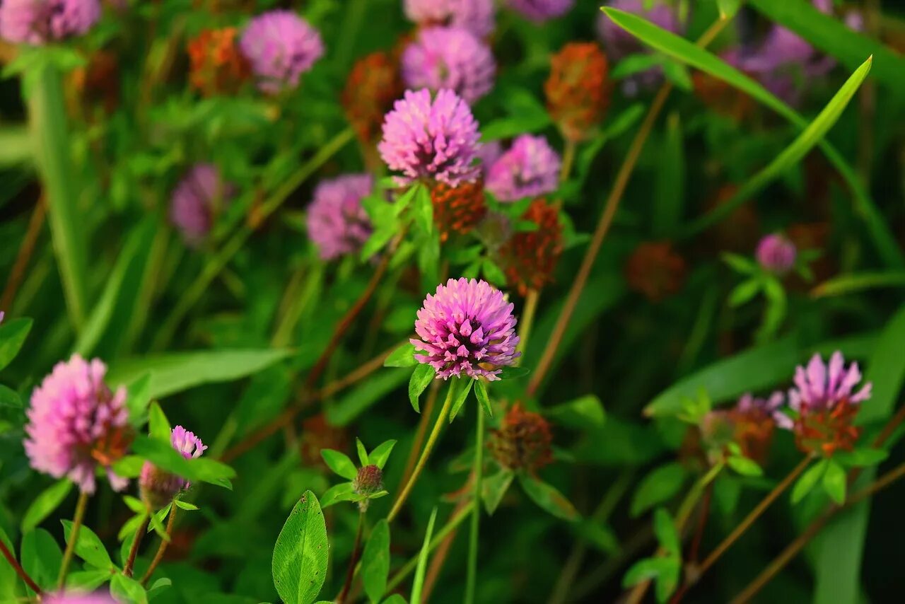 Клевер растение фото. Клевер гибридный (Trifolium hybridum). Клевер Луговой розовый. Клевер сидерат. Клевер Средиземноморский.