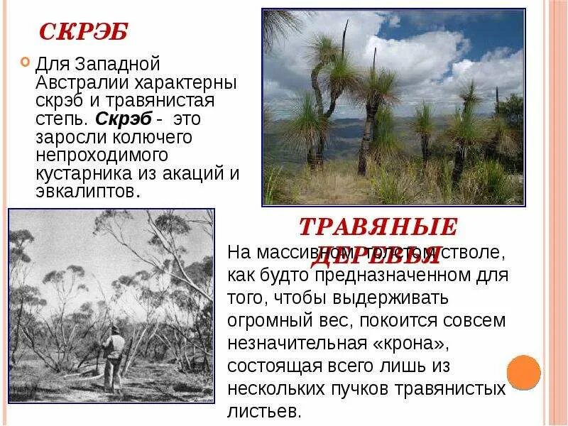 Заросли в австралии 5 букв сканворд. Кроссворд по географии 7 класс австралия. Остров мечты ландшафтный парк фото. Мангры корни. Колючий кустарник скрэб в австралии.