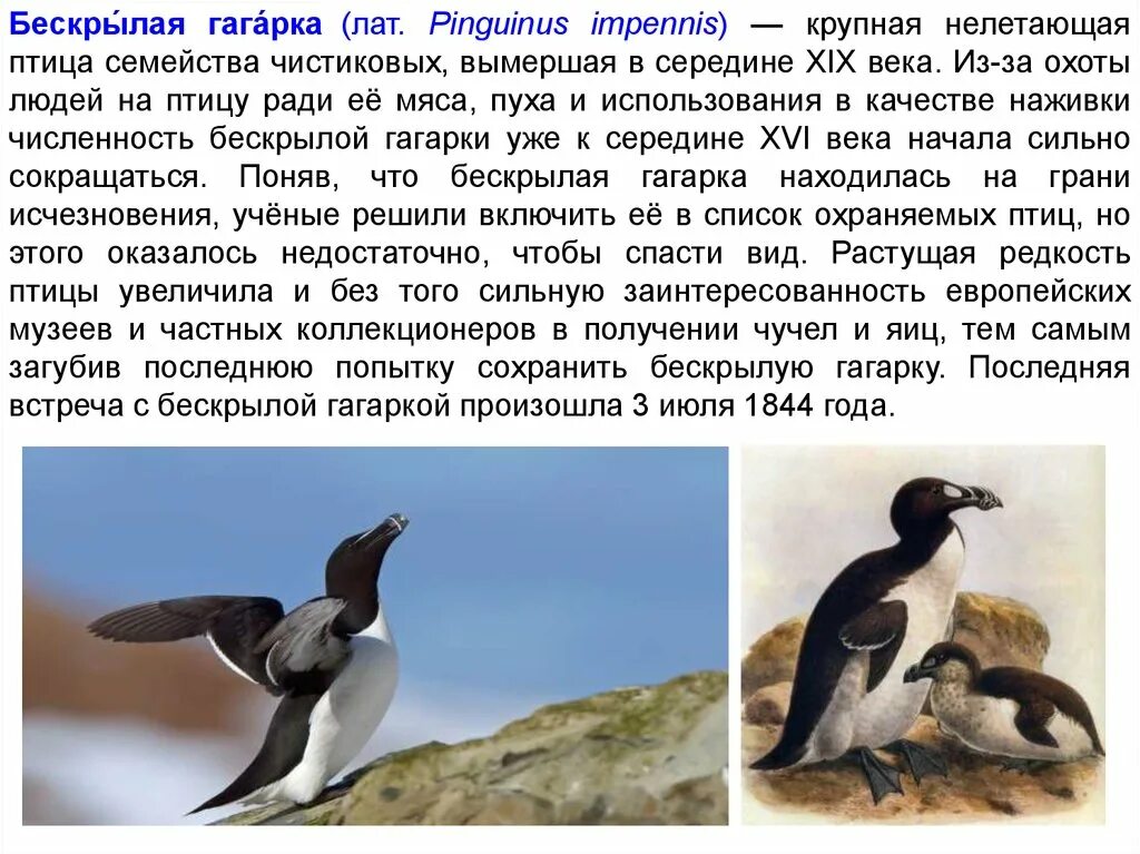 Сообщение о гагарке