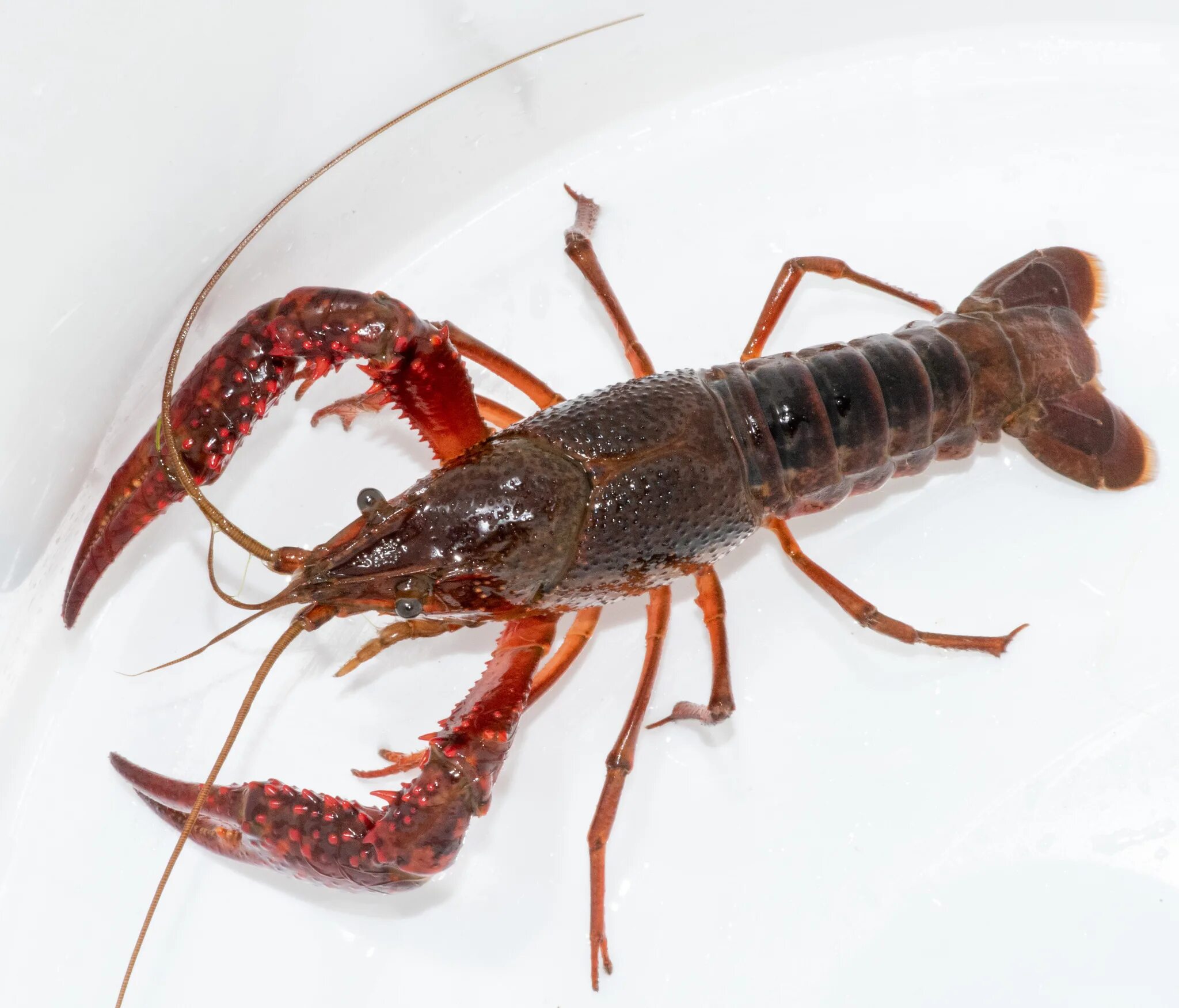 877 Clarkii стоковые фото - бесплатные и стоковые фото RF от Dreamstime