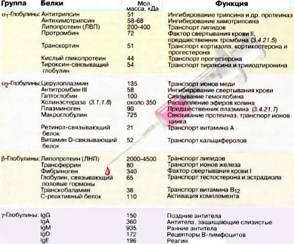 Альбумин глобулин у кошки. Альбумин глобулин у кошки. Увеличение альбумин-глобулинового коэффициента. Альбумин глобулин у кошки. Соотношение альбумин глобулин.