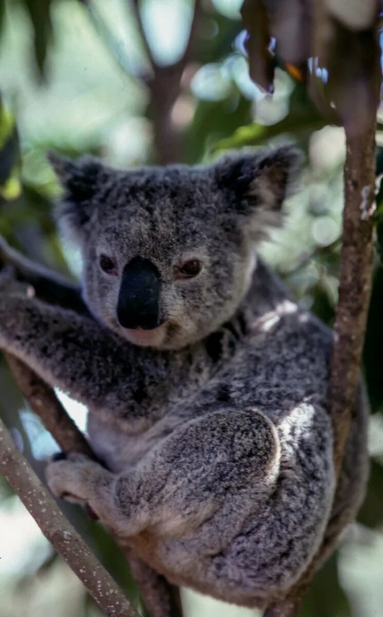 Хвост коалы. Коала сумчатое животное. Коала в Австралии. Мишка коала. Коала хвост.