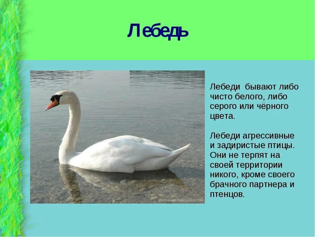 Сколько весит лебедь. Описание лебедя. Статью о лебедях. Лебедь описание для детей. Рассказ о лебеде.