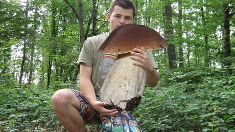 Большой гриб в лесу