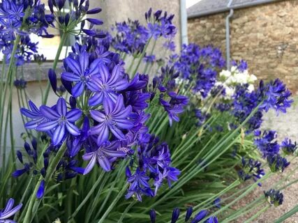 Агапантус (Agapanthus) посадка и уход в открытом грунте + фото