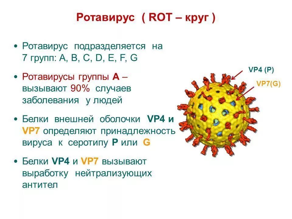 Рвота вирусная. Ротавирус норовирус астровирус. аденовирус ротавирус коронавирус норовирус астровирус таблица. ротавирус таксономия. рото-вирусная инфекция.