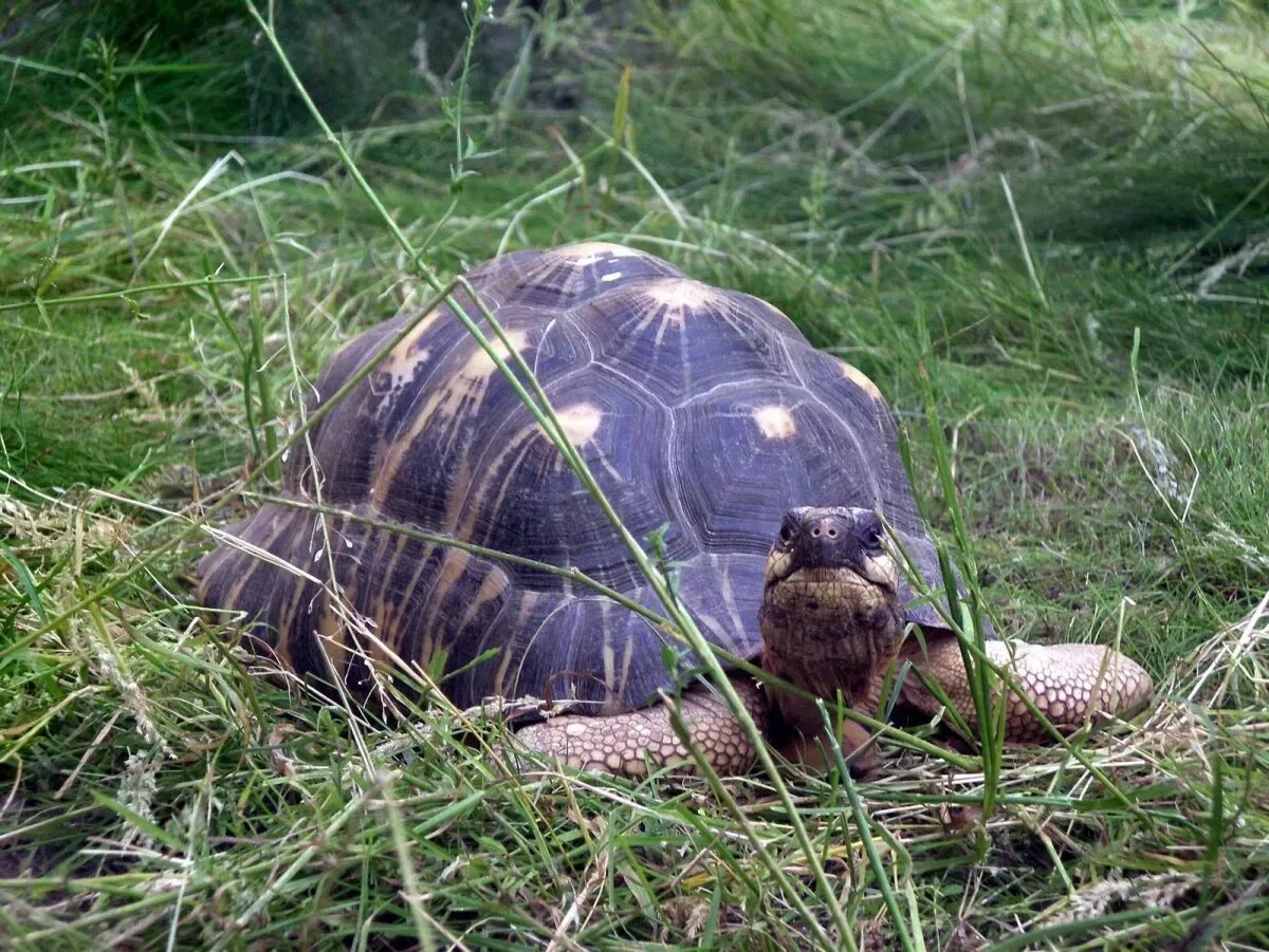 Забота о черепашках во флориде. Спас черепаха. Спас черепаха. Аргентина спасают черепах. Всемирный день черепах.