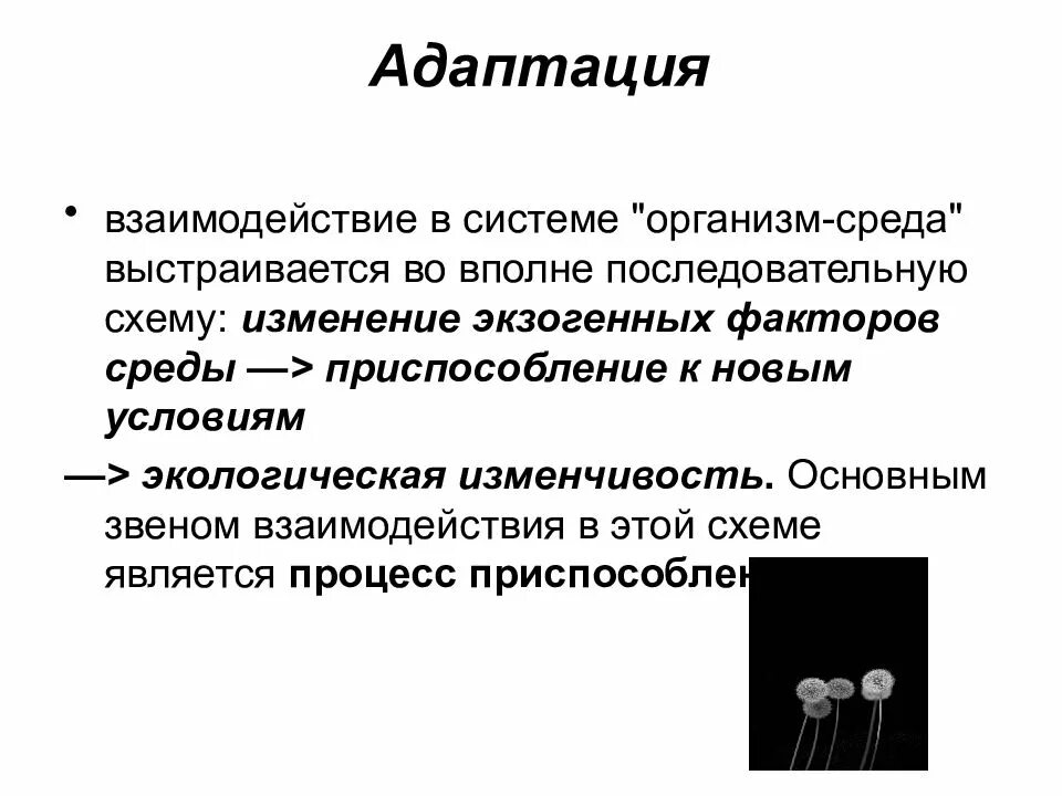 Взаимодействие в адаптации