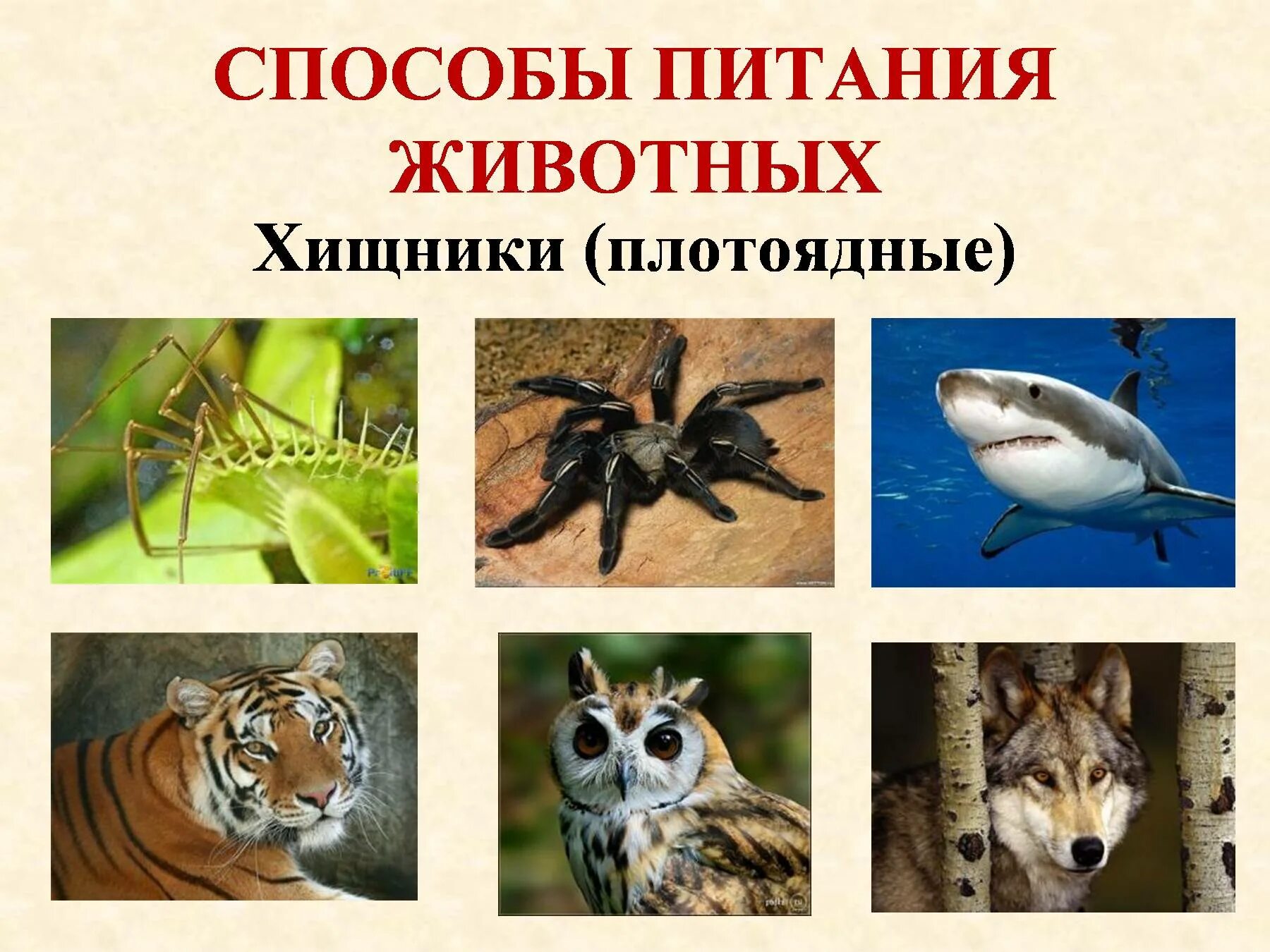 Как животные питаются 3 класс окружающий. Способы питания животных. Способы питания плотоядных животных. Способы питания хищных животных. Хищные животные по питанию.