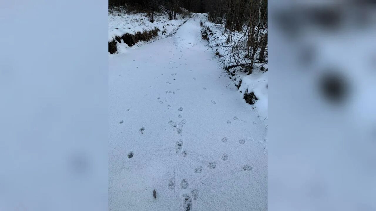 Следы на снегу. Волчьи следы на снегу. Волчьи следы на снеснегу. Шаги на снегу.