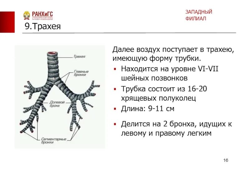 Трахея и бронхи строение. Строение трахеи. Трахея и позвоночник. Трахея разделяется на. Длина трахеи