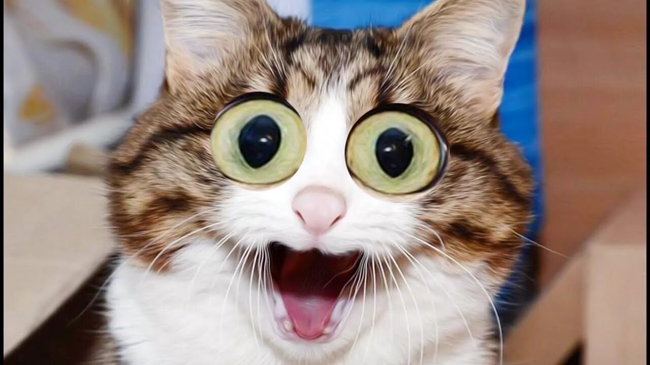 смешные котики фото. смешные котята до слёз. улыбка кота. угарные коты. смешное поведение котов.