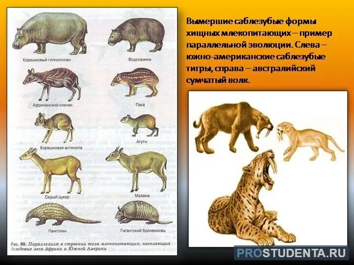 Dytiybq DBL lhtdyb[ ;bdjnys[. Эволюция хищных млекопитающих. Колюция млекопитающих животных. Эволюционные изменения млекопитающих