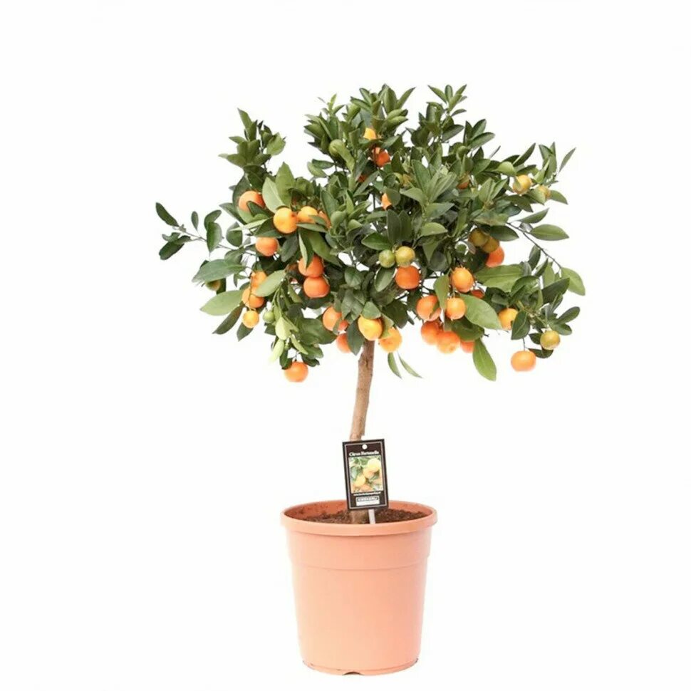 Bonsai Orange Potted Edible Tangerine Citrus Fruit Dwarf Orange Tree Tree seeds,