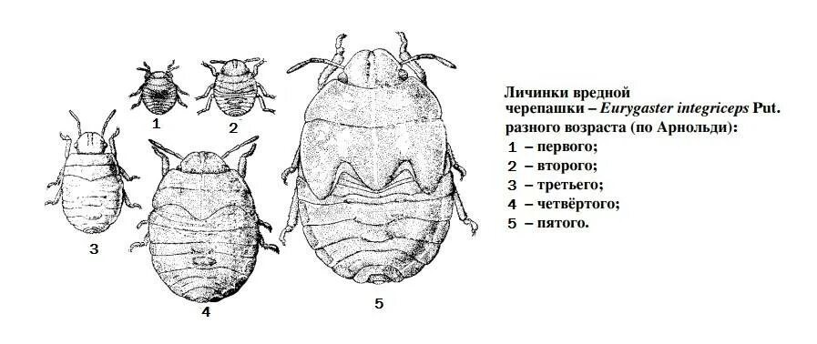 Имаго постельного клопа. Клоп вредная черепашка цикл развития. Клоп вредная черепашка Тип развития. Клоп вредная черепашка личинка. Тип личинки клопа Черепашки.