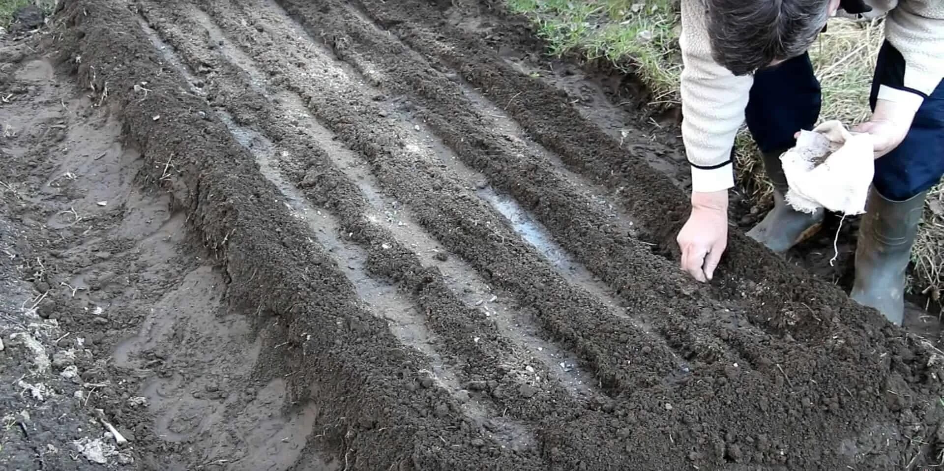 Посев укропа в открытый грунт весной. Садим укроп в открытый грунт. Посадка укропа весной в открытый грунт. Посадка укропа в открытый. Посадка укропа в открытый грунт семенами весной.