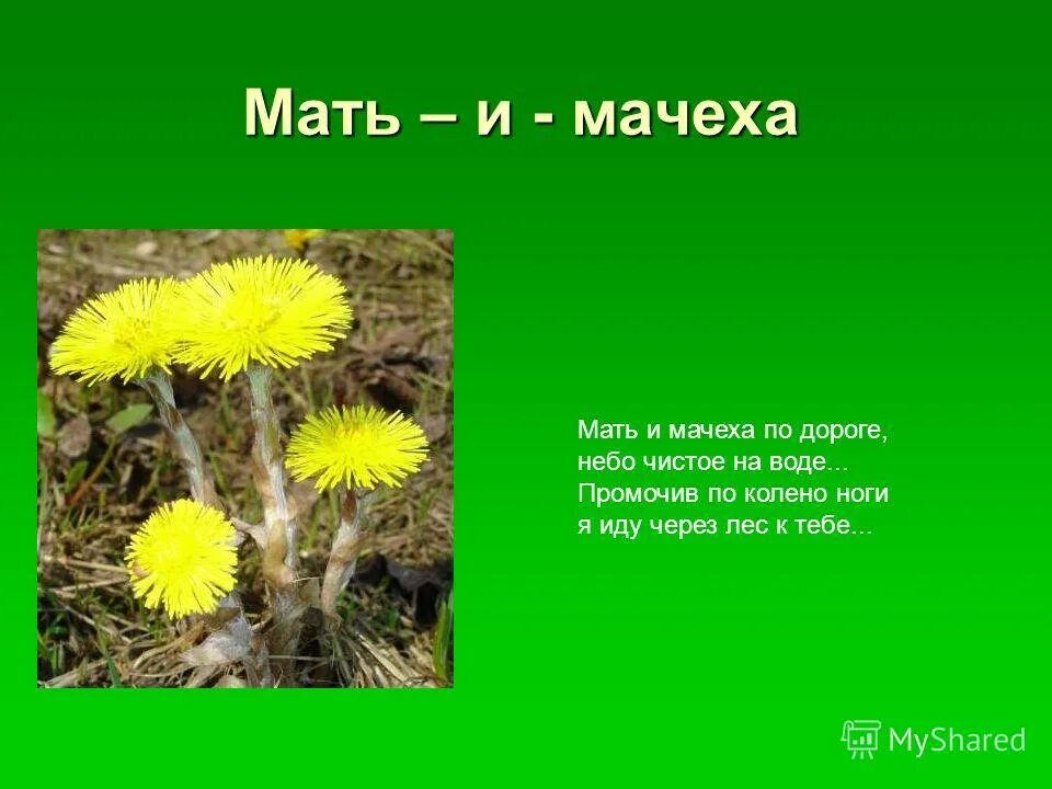 мать и мачеха лекарственное расте. мать и мачеха описание. мать мачеха гидрофит. мачеха разрешила с переводом. мать и мачеха растение сообщение.