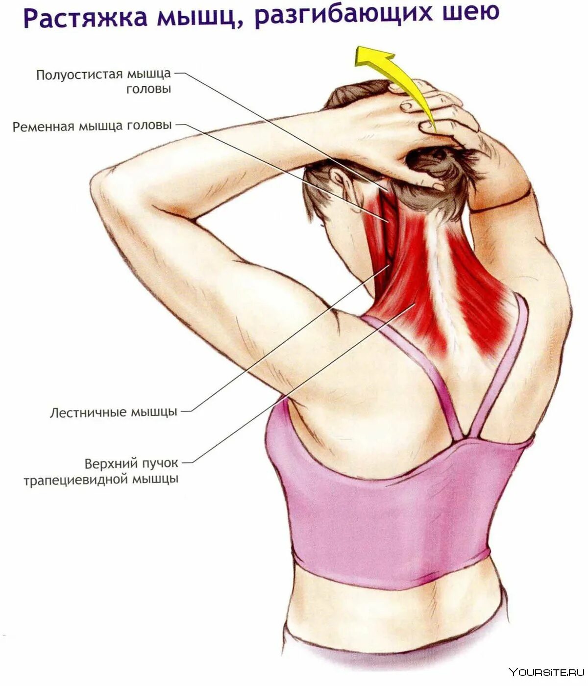 Не могу повернуть шею сильная. Растяжка мышц разгибающих шею. Растяжка трапециевидной мышцы шеи. Растянуть мышцы шеи. Упражнения для растягивания мышц шеи.