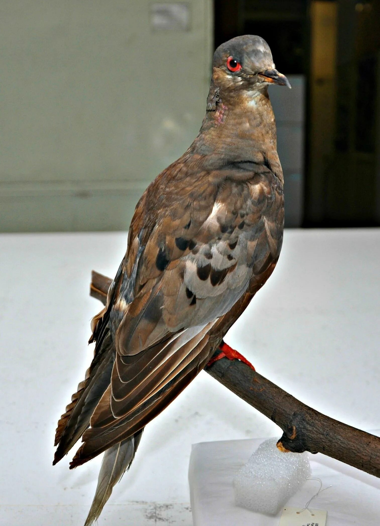 Североамериканский Странствующий голубь. Passenger Pigeon. Вымерший голубь