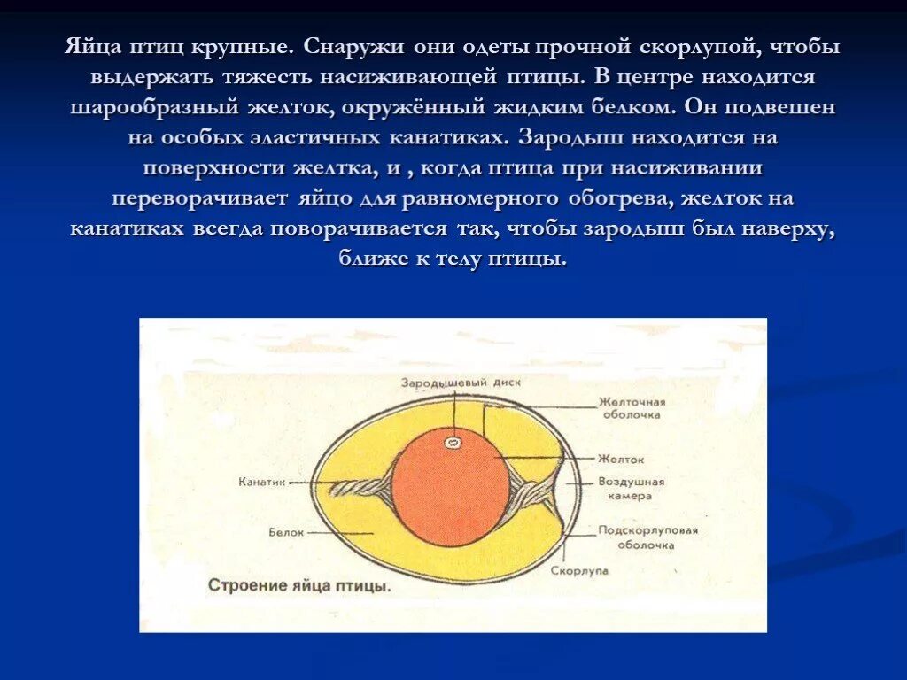 Строение яйца птицы и функции. Строение яйца птицы канатик. Строение куриного яйца с зародышем. Строение яйца птицы с зародышем. Строение яйца и функции.