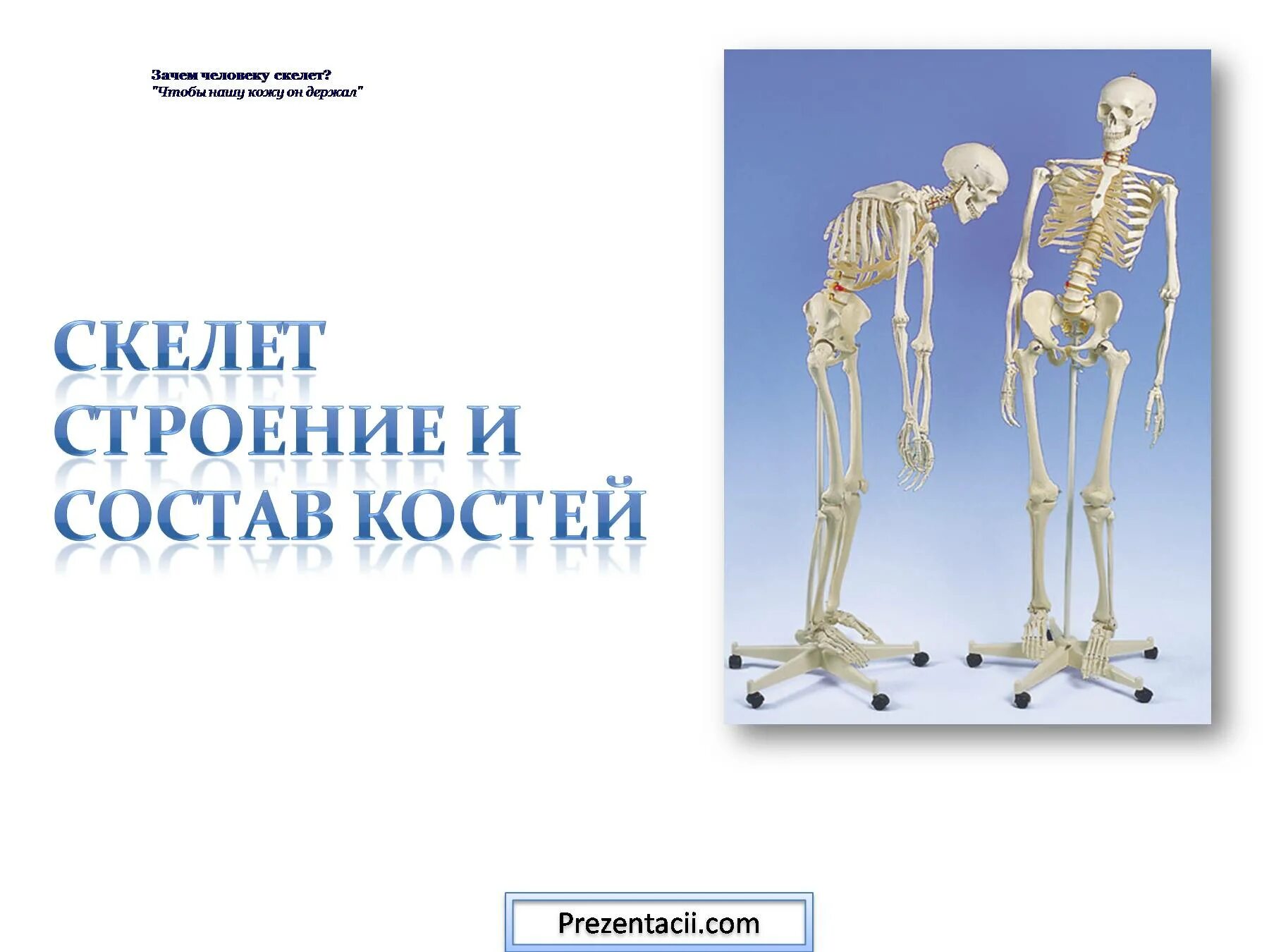 Строение скелета человека. Состав и строение костей. Скелет человека презентация. Скелет человека строение костей. Почему костю назвали костей