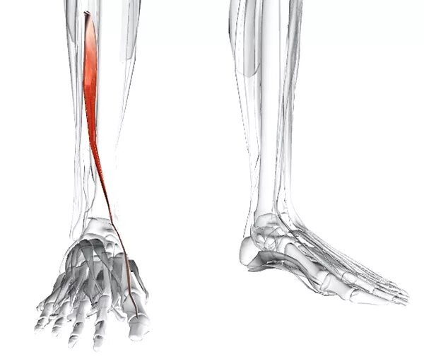 Длинный сгибатель стопы. Длинный разгибатель большого пальца голени. Длинный разгибатель пальцев стопы. Мышца длинный разгибатель большого пальца стопы. Разгибатель мизинца стопы анатомия.