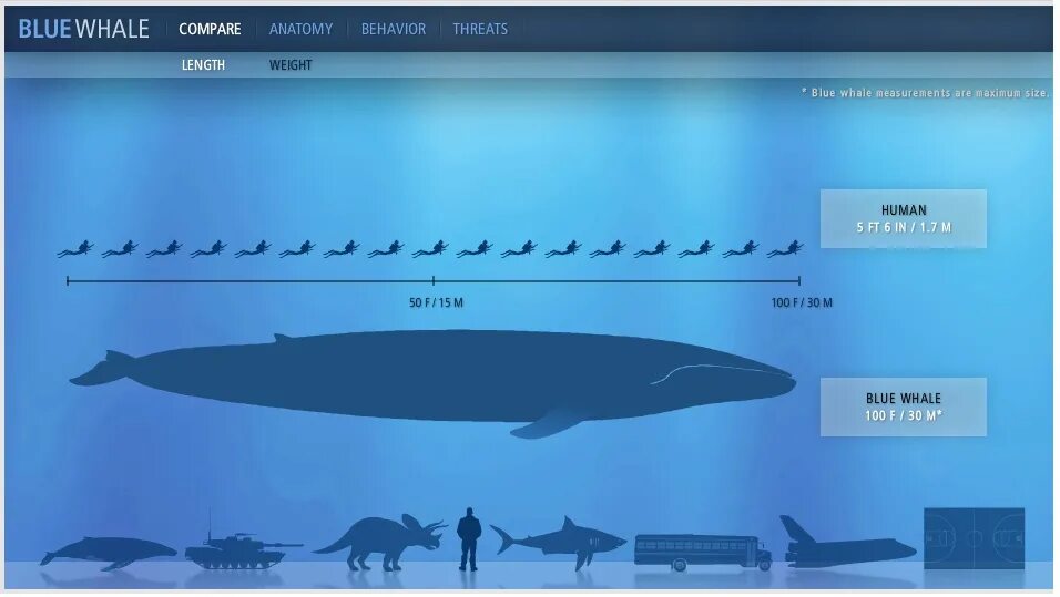 Синий кит длина и вес. Голубой кит Размеры. Размеры кита самого большого. Кит по сравнению с человеком.