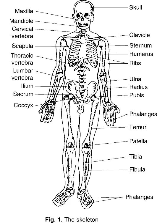 Опишите части тела используя рис 1. The Arms form the body at. Bones form forms the Skeleton of the body. Bones of the Trunk. The bones form