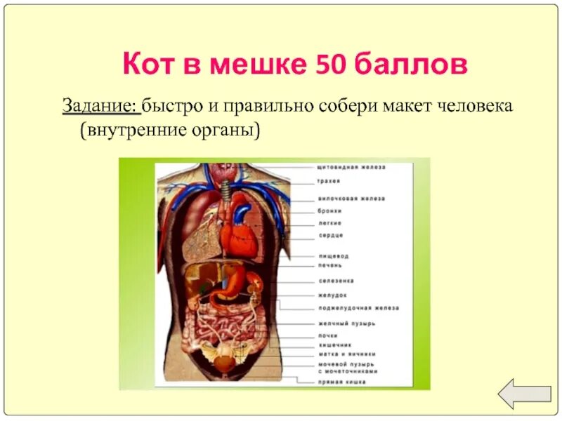 Форма органов человека. Внутренние органы человека. Строение человека по органам. Макет внутренних органов человека. Строение внутр органов человека.