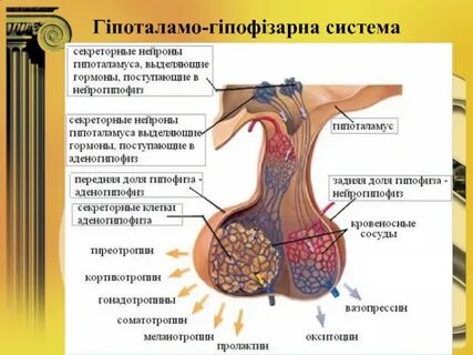 Ткань гипоталамус