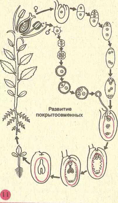 Образование семян покрытосеменных. Формирование семени. Формирование семени и плода. Появление плода у покрытосеменных. Формирование зародыша у растений.