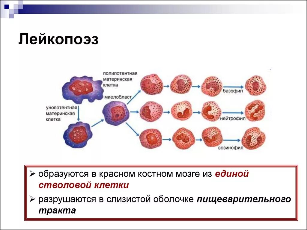 Лейкопоэз схема физиология. Лейкопоэз его регуляция физиология. Факторы обеспечивающие лейкопоэз. Схема кроветворения лейкопоэз.