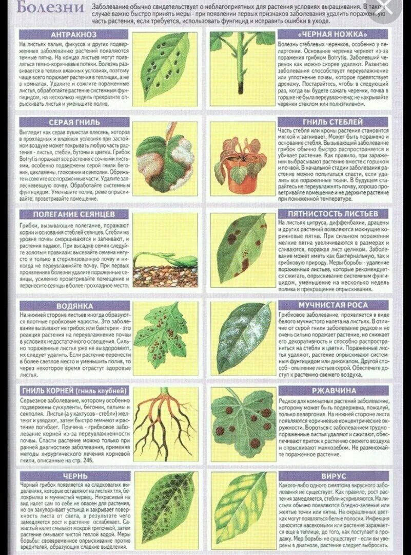 Инфекционные болезни растений типы. Болезни комнатных растений таблица. Болезни растений по листьям. Таблица болезней растений листьев. Определение болезней растений