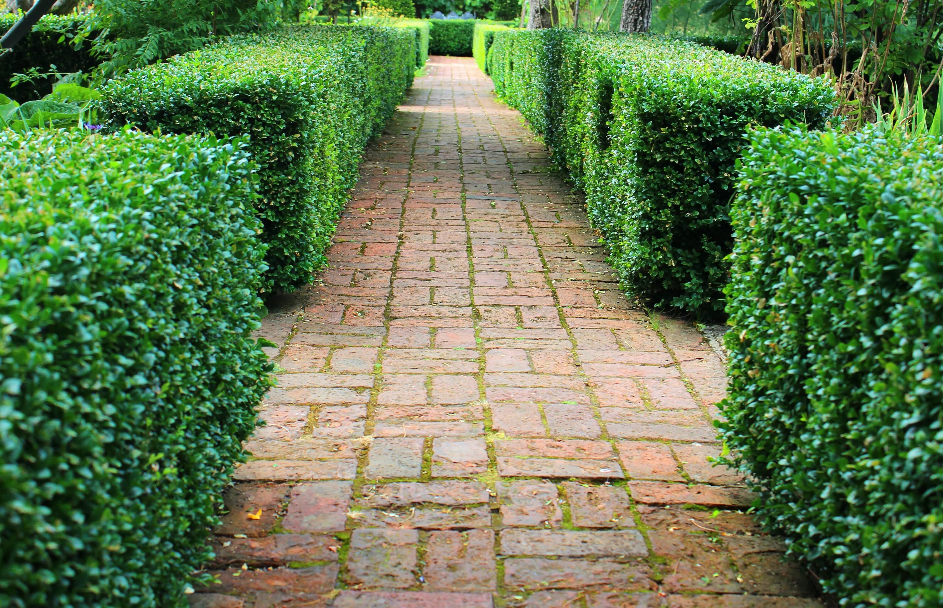 Buxus sempervirens изгородь. Самшит буксус бордюрная. Самшит изгородь. Самшит вечнозеленый живая изгородь. Buxus sempervirens изгородь.