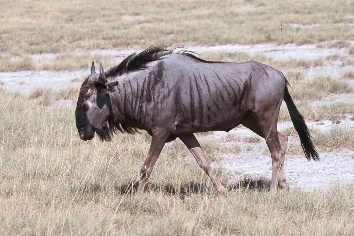 Гора гну. Антилопа гну. Wildebeest антилопа гну. Синяя антилопа гну. Голубой гну - Connochaetes taurinus.